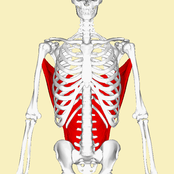 Latissimus dorsi muscle animation