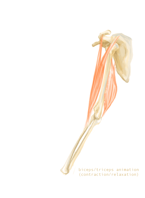 Animation triceps biceps.gif