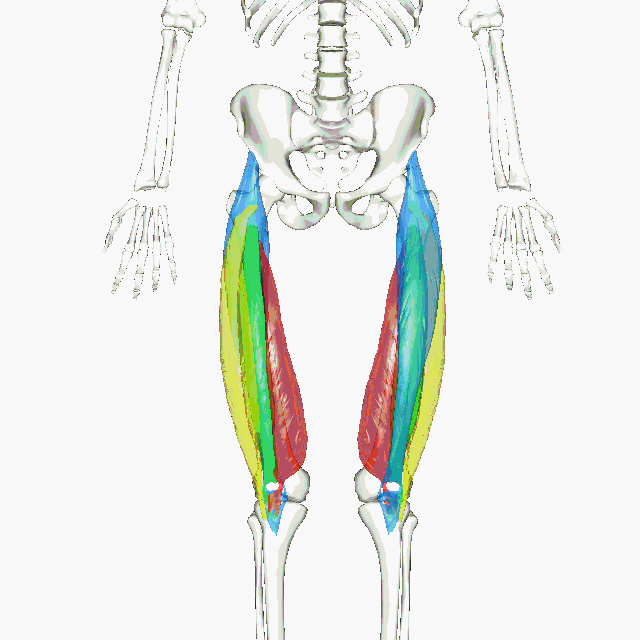 Quadriceps 3D.gif
