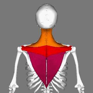 Trapezius animation small2.gif