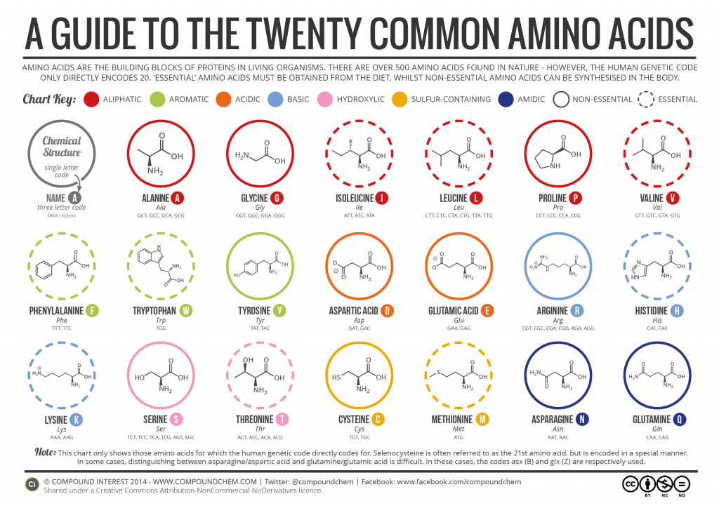 A Brief Guide to the Twenty Common Amino Acids